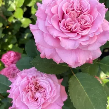 Саженец Роза "Эшли", туба, Весна 2025