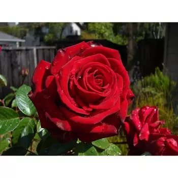 Саженец Роза "Эксплорер", туба, Весна 2025