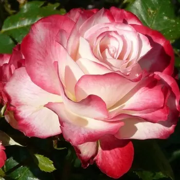 Саженец Роза "Юбилей принца Монако", туба, Весна 2025