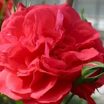 Саженец Роза "Ютерсен Розенкениген", туба, Весна 2025