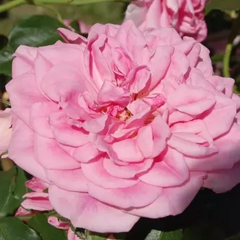 Саженец Роза "Ютерсен Розенпринцессин", туба, Весна 2025