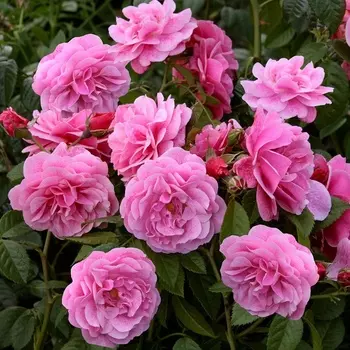 Саженец Роза "Камелот", туба, Весна 2025