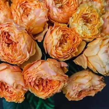 Саженец Роза "Каралуна", туба, Весна 2025