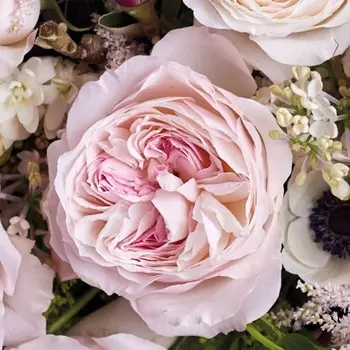 Саженец Роза "Кейра", туба, Весна 2025