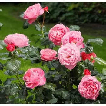 Саженец Роза Кельнер Флора (Шраб), 1 шт, Весна 2024