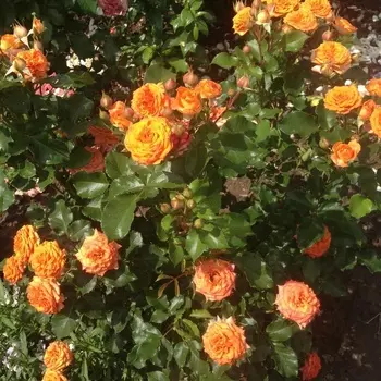 Саженец Роза "Келли", туба, Весна 2025