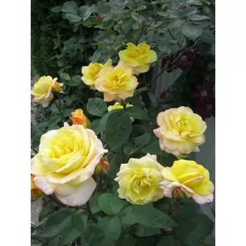 Саженец Роза Кенари (Чайно-гибридная), 1 шт, Весна 2024