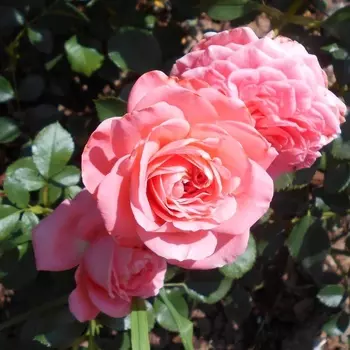 Саженец Роза "Кимоно", туба, Весна 2025