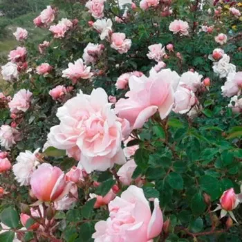 Саженец Роза Кир Роял (Плетистая), 1 шт, Весна 2024