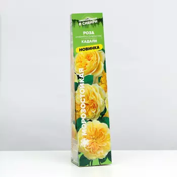 Саженец Роза Клаймбер (плетистая) Кадали, 1 шт, Весна 2024