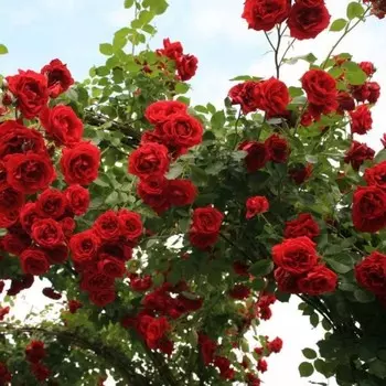 Саженец Роза Клаймбер (плетистая) Симпати, 1 шт, Весна 2025