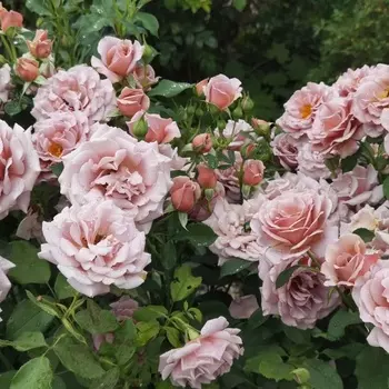 Саженец Роза "Коко локо", туба, Весна 2025