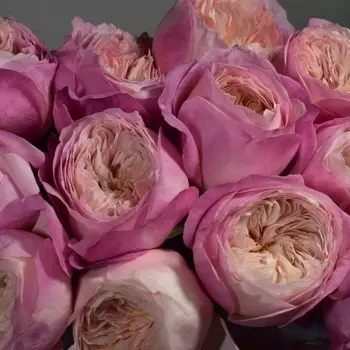 Саженец Роза "Констанс", туба, Весна 2025