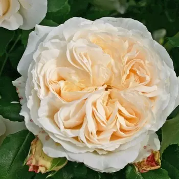 Саженец Роза "Космос", туба, Весна 2025