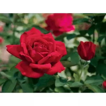 Саженец Роза Крайслер Империал (Чайно-гибридная), 1 шт, Весна 2024