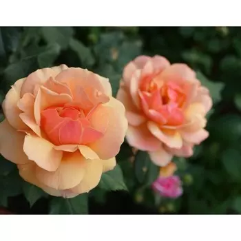 Саженец Роза Ла Белле (Чайно-гибридная), 1 шт, Весна 2024