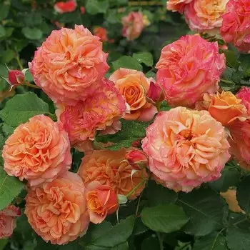 Саженец Роза Ла Вилла Кота, шраб-роза, Горшок 2 л., Лето 2024