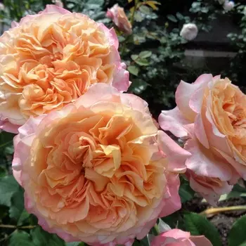 Саженец Роза "Ла Вилла Котта", туба, Весна 2025