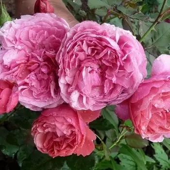 Саженец Роза "Ладюре", туба, Весна 2025