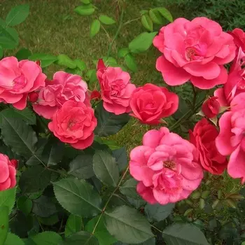 Саженец Роза "Лавиния", туба, Весна 2025