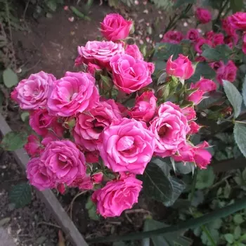 Саженец Роза "Лавли Лидия", туба, Весна 2025