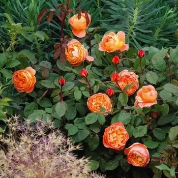 Саженец Роза Леди Эмма Гамильтон, английская, Горшок 2 л., Лето 2024