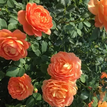 Саженец Роза "Леди оф Шалот", туба, Весна 2025