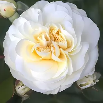 Саженец Роза "Леди романтика", туба, Весна 2025