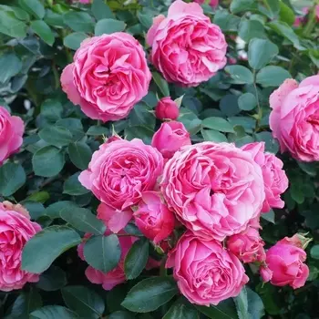 Саженец Роза "Леонардо да Винчи", туба, Весна 2025