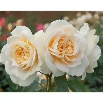 Саженец Роза Лионс розе (Флорибунда), 1 шт, Весна 2024