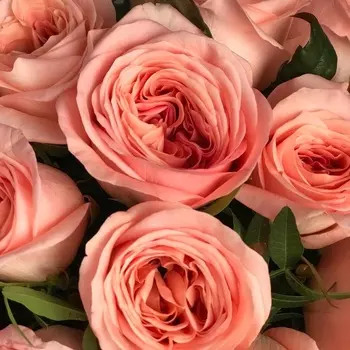 Саженец Роза "Лондон ай", туба, Весна 2025