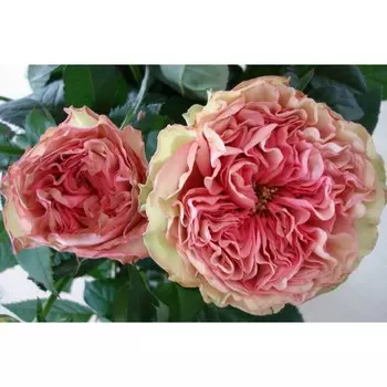 Саженец Роза Ловс Ми Тендер (Флорибунда), 1 шт, Весна 2024