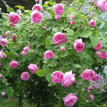 Саженец Роза "Луис Одиер", туба, Весна 2025