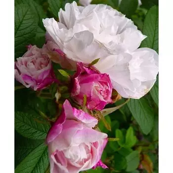 Саженец Роза Луиза Багнет (Канадская/Парковая), 1 шт, Весна 2024