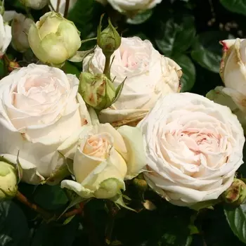 Саженец Роза "Мадам Анизетт", туба, Весна 2025