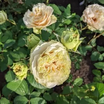 Саженец Роза Майра Грин (Чайно-гибридная), 1 шт, Весна 2024