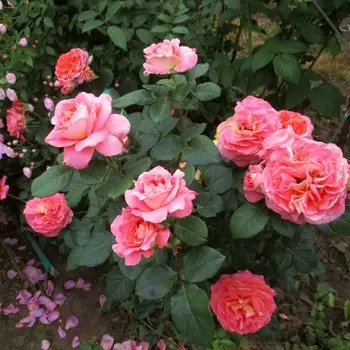 Саженец Роза "Мами Дитьер", туба, Весна 2025