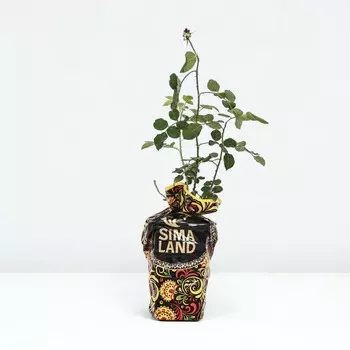 Саженец Роза Манстед Вуд, английская, Горшок 2 л., Лето 2024