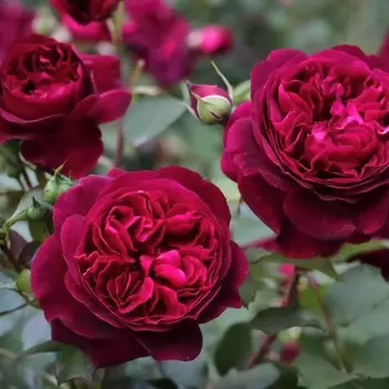 Саженец Роза "Манстед Вуд", туба, Весна 2025