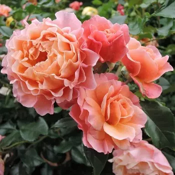 Саженец Роза "Мари Кюри", туба, Весна 2025