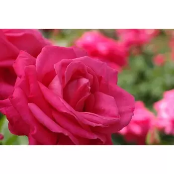 Саженец Роза Мария Каллас (Чайно-гибридная), 1 шт, Весна 2024