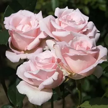 Саженец Роза Мерхен Кенинг (Чайно-гибридная), 1 шт, Весна 2024