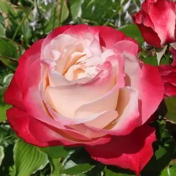 Саженец Роза "Мерседес", туба, Весна 2025