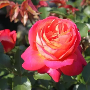 Саженец Роза "Мидсаммер", туба, Весна 2025