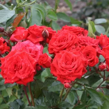 Саженец Роза "Миджет", туба, Весна 2025