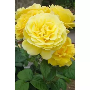 Саженец Роза Микеланджело (Чайно-гибридная), 1 шт, Весна 2024