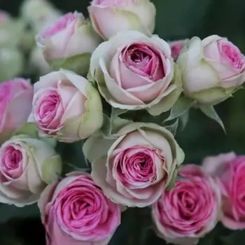 Саженец Роза "Мими Эден", туба, Весна 2025