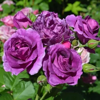 Саженец Роза "Минерва", туба, Весна 2025