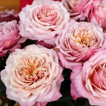 Саженец Роза "Мияби", туба, Весна 2025