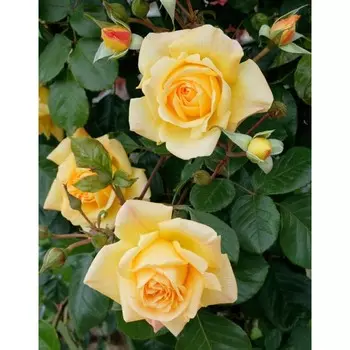 Саженец Роза Мишка (Плетистая), 1 шт, Весна 2024